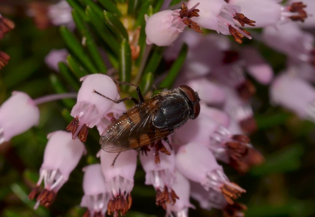 Stomorhina lunata maschio (Calliphoridae)